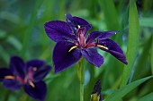 MORTON HALL, WORCESTERSHIRE: PURPLE FLOWERS OF IRIS LOUISIANA BLACK GAMECOCK, LOWER POND, STROLL GARDEN, JUNE