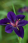 MORTON HALL, WORCESTERSHIRE: PURPLE FLOWERS OF IRIS LOUISIANA BLACK GAMECOCK, LOWER POND, STROLL GARDEN, JUNE