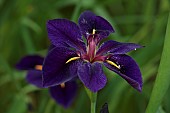 MORTON HALL, WORCESTERSHIRE: PURPLE FLOWERS OF IRIS LOUISIANA BLACK GAMECOCK, LOWER POND, STROLL GARDEN, JUNE