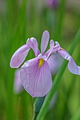 MORTON HALL, WORCESTERSHIRE: PINK, YELLOW FLOWERS OF ENSATA IRIS ENSATA ROSE QUEEN, LOWER POND, STROLL GARDEN, JUNE