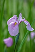 MORTON HALL, WORCESTERSHIRE: PINK, YELLOW FLOWERS OF ENSATA IRIS ENSATA ROSE QUEEN, LOWER POND, STROLL GARDEN, JUNE