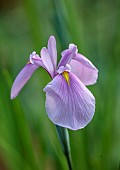 MORTON HALL, WORCESTERSHIRE: PINK, YELLOW FLOWERS OF ENSATA IRIS ENSATA ROSE QUEEN, LOWER POND, STROLL GARDEN, JUNE