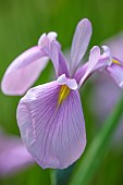 MORTON HALL, WORCESTERSHIRE: PINK, YELLOW FLOWERS OF ENSATA IRIS ENSATA ROSE QUEEN, LOWER POND, STROLL GARDEN, JUNE