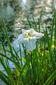 MORTON HALL, WORCESTERSHIRE: CLOSE UP PLANT PORTRAIT OF WHITE FLOWER OF ENSATA IRIS WHITE LADIES. IRISES, PERENNIALS, SUMMER, WOODLAND, POND, MOSITURE LOVING