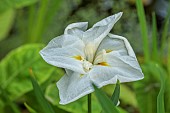 MORTON HALL, WORCESTERSHIRE: CLOSE UP PLANT PORTRAIT OF WHITE FLOWER OF ENSATA IRIS WHITE LADIES. IRISES, PERENNIALS, SUMMER, WOODLAND, POND, MOSITURE LOVING