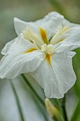 MORTON HALL, WORCESTERSHIRE: CLOSE UP PLANT PORTRAIT OF WHITE FLOWER OF ENSATA IRIS WHITE LADIES. IRISES, PERENNIALS, SUMMER, WOODLAND, POND, MOSITURE LOVING