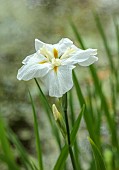 MORTON HALL, WORCESTERSHIRE: CLOSE UP PLANT PORTRAIT OF WHITE FLOWER OF ENSATA IRIS WHITE LADIES. IRISES, PERENNIALS, SUMMER, WOODLAND, POND, MOSITURE LOVING