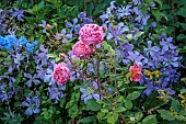 MORTON HALL GARDENS, WORCESTERSHIRE: JUNE, KITCHEN GARDEN, PLANT ASSOCIATION, COMBINATION OF PINK ROSE, ROSA BOSCOBEL, CLEMATIS VITICELLA EMILIA PLATER