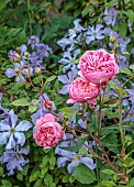 MORTON HALL GARDENS, WORCESTERSHIRE: JUNE, KITCHEN GARDEN, PLANT ASSOCIATION, COMBINATION OF PINK ROSE, ROSA BOSCOBEL, CLEMATIS VITICELLA EMILIA PLATER
