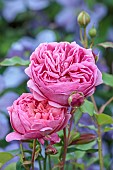 MORTON HALL GARDENS, WORCESTERSHIRE: JUNE, KITCHEN GARDEN, PINK ROSE, ROSA BOSCOBEL