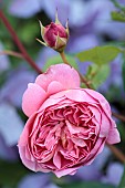MORTON HALL GARDENS, WORCESTERSHIRE: JUNE, KITCHEN GARDEN, PINK ROSE, ROSA BOSCOBEL
