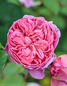 MORTON HALL GARDENS, WORCESTERSHIRE: JUNE, KITCHEN GARDEN, PINK ROSE, ROSA BOSCOBEL