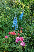 MORTON HALL GARDENS, WORCESTERSHIRE: JUNE, KITCHEN GARDEN, PINK ROSE, ROSA BOSCOBEL, DELPHINIUM CUPID, ALSTROEMERIA SIRIUS, THALICTRUM FLAVUM GLAUCUM