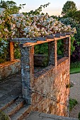 ROCKINGHAM CASTLE, NORTHAMPTONSHIRE:JUN, THE BANDSTAND, WHITE ROSE, ROSA RAMBLING RECTOR, SUNSET