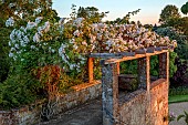 ROCKINGHAM CASTLE, NORTHAMPTONSHIRE:JUN, THE BANDSTAND, WHITE ROSE, ROSA RAMBLING RECTOR, SUNSET