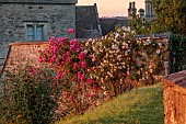 ROCKINGHAM CASTLE, NORTHAMPTONSHIRE: JUNE, TERRACE ABOVE THE CROSS GARDEN AT SUNSET. ROSES, ROSA MRS F W FLIGHT