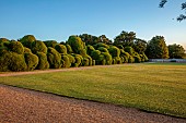 ROCKINGHAM CASTLE, NORTHAMPTONSHIRE: JUNE, LAWN, ELEPHANT YEW CLOUD HEDGE, HEDGES
