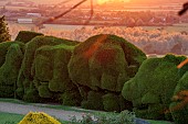 ROCKINGHAM CASTLE, NORTHAMPTONSHIRE: JUNE, LAWN, ELEPHANT YEW CLOUD HEDGE, HEDGES, COUNTRYSIDE BEYOND, BORROWED LANDSCAPE