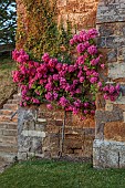 ROCKINGHAM CASTLE, NORTHAMPTONSHIRE: JUNE, PINK ROSE GROWING ON THE BANDSTAND, ROSA F W FLIGHT, CLIMBER, CLIMBING