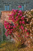 ROCKINGHAM CASTLE, NORTHAMPTONSHIRE: JUNE, PINK ROSE GROWING ON THE BANDSTAND, ROSA F W FLIGHT, CLIMBER, CLIMBING