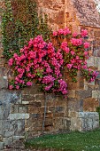 ROCKINGHAM CASTLE, NORTHAMPTONSHIRE: JUNE, PINK ROSE GROWING ON THE BANDSTAND, ROSA F W FLIGHT, CLIMBER, CLIMBING