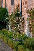 ROCKINGHAM CASTLE, NORTHAMPTONSHIRE: JUNE, THE TERRACE, ROSES CLIMBING UP WALL, LOW BOX HEDGING, HEDGES WITH COSMOS, ROSA FELICITE PERPETUE, APRICOTTA, APRICOT LEMONADE