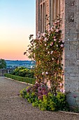 ROCKINGHAM CASTLE, NORTHAMPTONSHIRE: JUNE, THE TERRACE, ROSES CLIMBING UP WALL, BORDER WITH ALCHEMILLA MOLLIS AND ALLIUM CHRISTOPHII, ROSA NEW DAWN