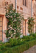 ROCKINGHAM CASTLE, NORTHAMPTONSHIRE: JUNE, THE TERRACE, ROSES CLIMBING UP WALL, LOW BOX HEDGING, HEDGES WITH COSMOS, ROSA FELICITE PERPETUE, COSMOS APRICOT LEMONADE