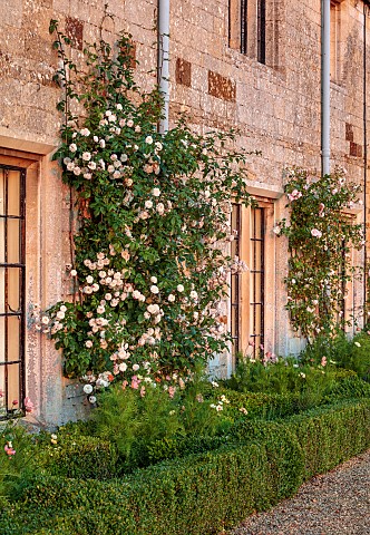 ROCKINGHAM_CASTLE_NORTHAMPTONSHIRE_JUNE_THE_TERRACE_ROSES_CLIMBING_UP_WALL_LOW_BOX_HEDGING_HEDGES_WI