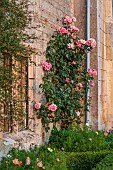 ROCKINGHAM CASTLE, NORTHAMPTONSHIRE: JUNE, THE TERRACE, ROSES CLIMBING UP WALL, LOW BOX HEDGING, HEDGES WITH COSMOS, ROSA FELICITE PERPETUE, COSMOS APRICOT LEMONADE