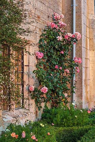 ROCKINGHAM_CASTLE_NORTHAMPTONSHIRE_JUNE_THE_TERRACE_ROSES_CLIMBING_UP_WALL_LOW_BOX_HEDGING_HEDGES_WI