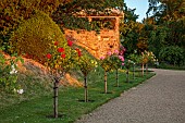 ROCKINGHAM CASTLE, NORTHAMPTONSHIRE: JUNE, THE BANDSTAND, ROW OF STANDARD DAVID AUSTIN ROSES, LAWN, GRAVEL PATH