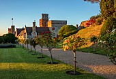 ROCKINGHAM CASTLE, NORTHAMPTONSHIRE: JUNE, ROW OF STANDARD DAVID AUSTIN ROSES, LAWN, GRAVEL PATH