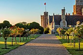 ROCKINGHAM CASTLE, NORTHAMPTONSHIRE: JUNE, ROW OF STANDARD DAVID AUSTIN ROSES, LAWN, GRAVEL PATH