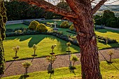 ROCKINGHAM CASTLE, NORTHAMPTONSHIRE: JUNE, ROW OF STANDARD DAVID AUSTIN ROSES, LAWN, GRAVEL PATH, THE CROSS GARDEN DESIGNED BY JOHN CODRINGTON