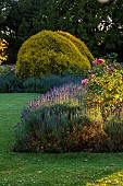 ROCKINGHAM CASTLE, NORTHAMPTONSHIRE: JUNE, THE CROSS GARDEN DESIGNED BY JOHN CODRINGTON, HYBRID TEA ROSE AMAZING GRACE, LAVENDER, NEPETA