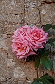 ROCKINGHAM CASTLE, NORTHAMPTONSHIRE: JUNE, PINK ROSE AGAINST CASTLE WALL, ROSA COMPASSION