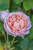 ROCKINGHAM CASTLE, NORTHAMPTONSHIRE: PINK ROSE, ROSA THE LADY GARDENER, DAVID AUSTIN ROSE