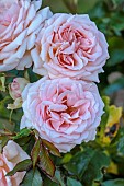 ROCKINGHAM CASTLE, NORTHAMPTONSHIRE: PINK ROSE, ROSA OLIVIA ROSE AUSTIN, DAVID AUSTIN ROSE