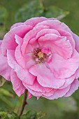 ROCKINGHAM CASTLE, NORTHAMPTONSHIRE: JUNE, PINK FLOWERS, BLOOMS OF ROSE, HYBRID TEA ROSE DR DARLEY FROM HARKNESS & CO