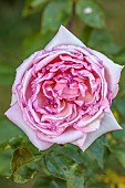 ROCKINGHAM CASTLE, NORTHAMPTONSHIRE: JUNE, PINK FLOWERS, BLOOMS OF ROSE, ROSA COMTE DE CHAMBORD