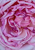 ROCKINGHAM CASTLE, NORTHAMPTONSHIRE: PINK ROSE, ROSA COMTE DE CHAMBORD