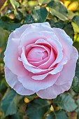 ROCKINGHAM CASTLE, NORTHAMPTONSHIRE: PINK ROSE, ROSA SAVOY HOTEL