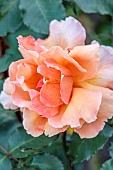 ROCKINGHAM CASTLE, NORTHAMPTONSHIRE: ORANGE, APRICOT ROSE, ROSA BREATH OF LIFE, HYBRID TEA
