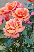 ROCKINGHAM CASTLE, NORTHAMPTONSHIRE: ORANGE, APRICOT ROSE, ROSA BREATH OF LIFE, HYBRID TEA