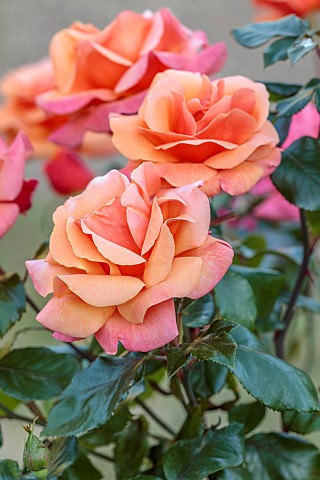 ROCKINGHAM_CASTLE_NORTHAMPTONSHIRE_ORANGE_APRICOT_ROSE_ROSA_BREATH_OF_LIFE_HYBRID_TEA