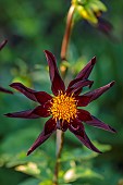 ROCKINGHAM CASTLE, NORTHAMPTONSHIRE: BLACK, DARK RED FLOWERS, BLOOMS OF DAHLIA VERONES ONSIDIAN