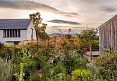 HIGHFIELD FARM, MONMOUTHSHIRE: JULY, EVENING LIGHT, ROSE, ROSA I AM MACMILLAN, STIPA GIGANTEA, ERYNGIUM MISS WILLMOTTS GHOST, ECHINACEA PALLIDA