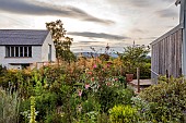 HIGHFIELD FARM, MONMOUTHSHIRE: JULY, EVENING LIGHT, ROSE, ROSA I AM MACMILLAN, STIPA GIGANTEA, ERYNGIUM MISS WILLMOTTS GHOST, ECHINACEA PALLIDA