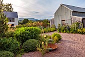 HIGHFIELD FARM, MONMOUTHSHIRE: JULY, GRAVEL GARDEN, EVENING LIGHT, BARN, ACANTHUS RUE LEDAN, ACANTHUS MOLLIS, ERYNGIUM BIG BLUE, BORROWED LANDSCAPE